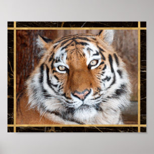 Affiche d'impression de photo du visage de tigre