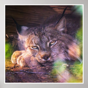 Affiche d'impression de portrait de faune de Lynx