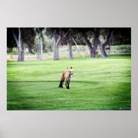 affiche d'impression photographique couleur renard