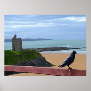 affiche d'observation des oiseaux