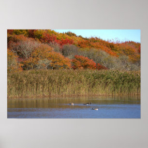 Affiche d'oies avec des arbres d'automne
