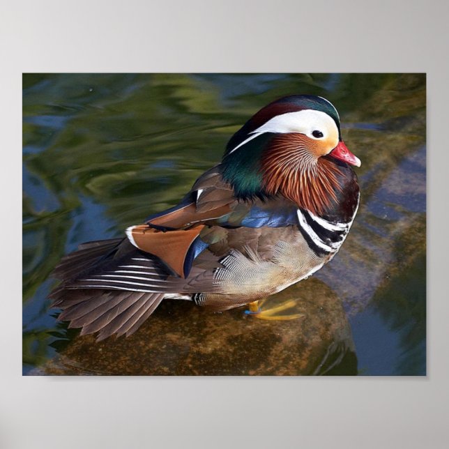affiche d'oiseau de canard mandarin (Devant)