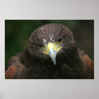 Affiche d'oiseaux 13