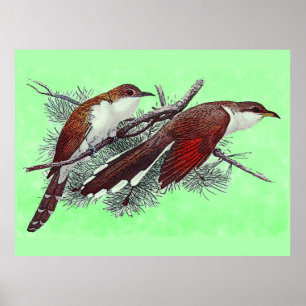 Affiche d'oiseaux coucous à bec noir et jaune