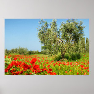 Affiche d'olivier dans un champ de pavots