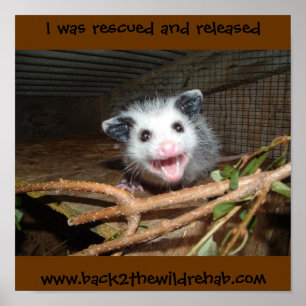 affiche d'opossum