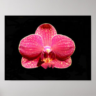 Affiche d'orchidée papillon