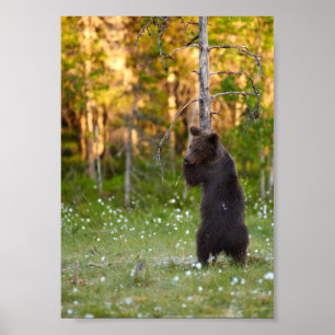Affiche d'ours brun européen étreignant un arbre