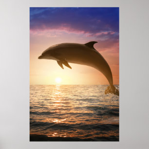 Affiche du dauphin côtier