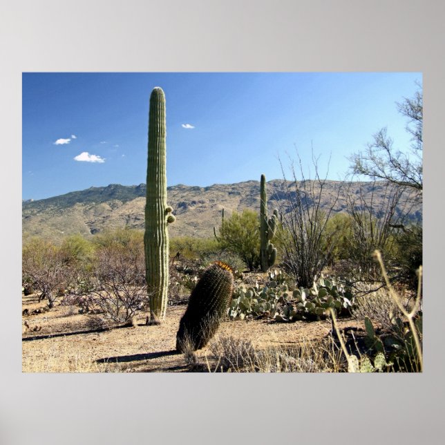 Affiche du désert de Sonoran 03 (Devant)