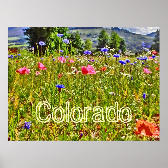 Affiche du fleur sauvage du Colorado (Devant)