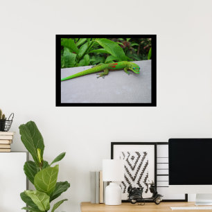Affiche du Gecko diurne à poussière d'or