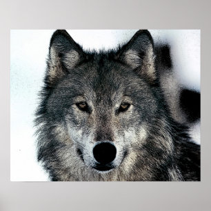 Affiche du Loup Gris