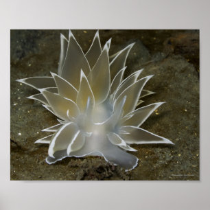 Affiche du Nudibranche alabaster (Dirona albolinea