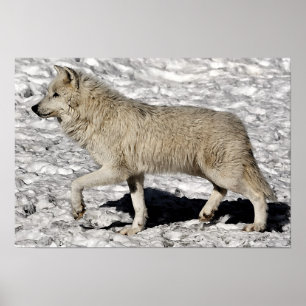 Affiche du portrait du loup arctique Imprimer