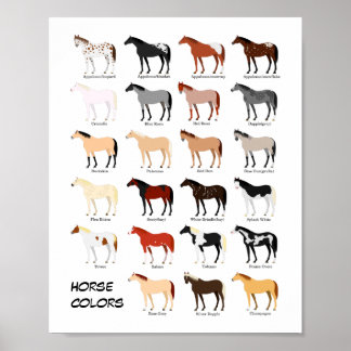 affiche du tableau des couleurs du cheval