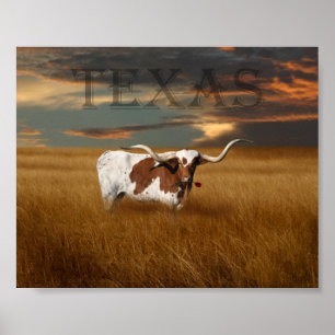 Affiche du Texas Longhorn