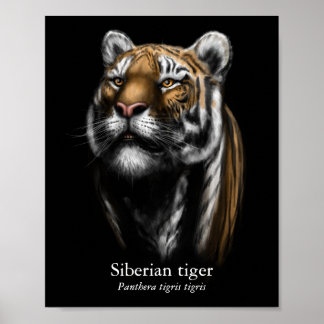 Affiche du Tigre de Sibérie (Semi-brillant)