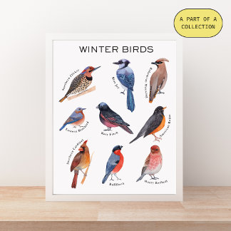 Affiche éducative sur les oiseaux d'hiver