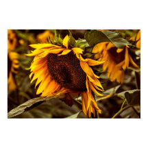 Affiche Élégance Tournesol