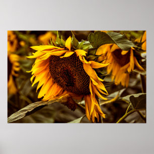 Affiche Élégance Tournesol