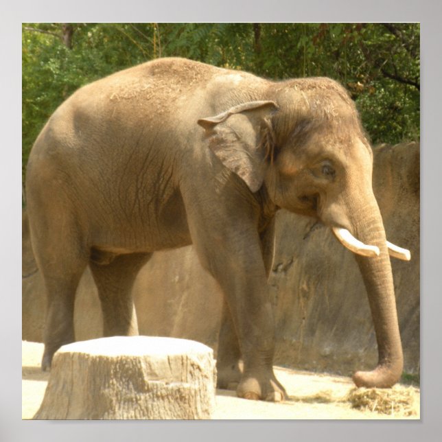 affiche éléphant2 (Devant)