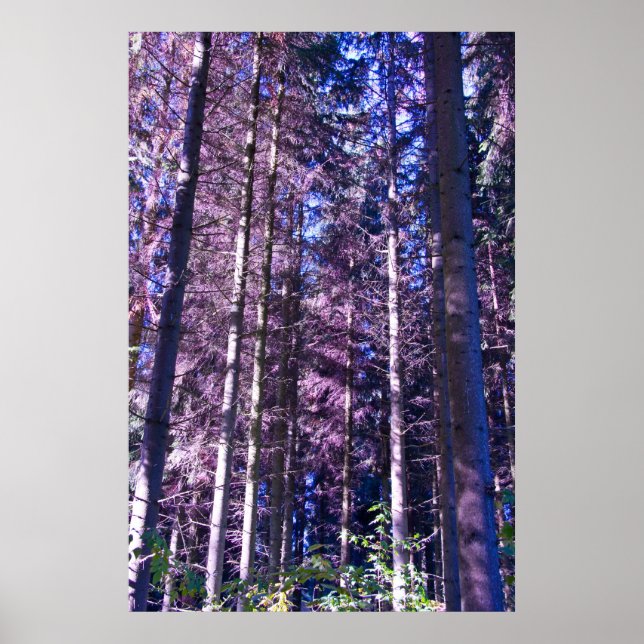 affiche en bois violet (Devant)