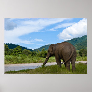 Affiche en couleur de l'éléphant