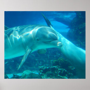 Affiche espiègle de dauphins