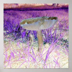 Affiche exposée de champignon d'effet