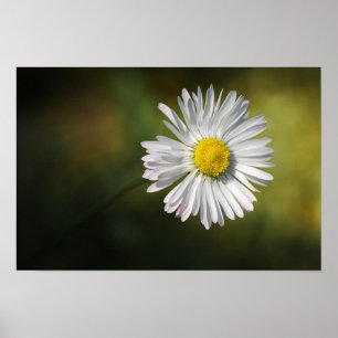 Affiche Fleur de Marguerite Floral Photographie de