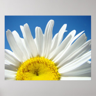 Affiche Fleur Marguerite Ciel Bleu Floral Fêtes