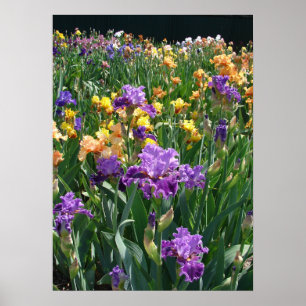 Affiche fleurie du Cottage Iris Garden Purple Iris
