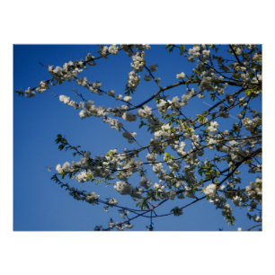 Affiche - Fleurs de cerisier blanches sur fond de