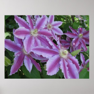 AFFICHE - fleurs de clématite au printemps au R-U
