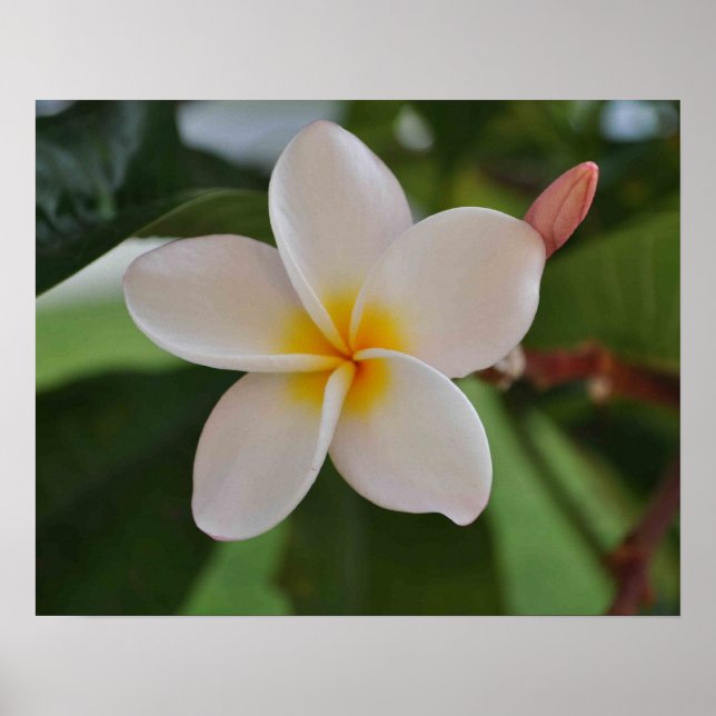 Affiche florale hawaïenne (Devant)
