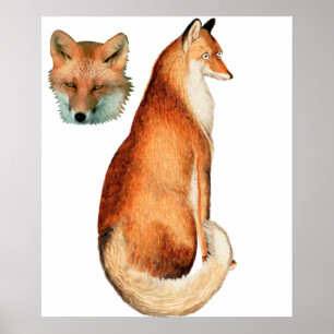 Affiche Fox