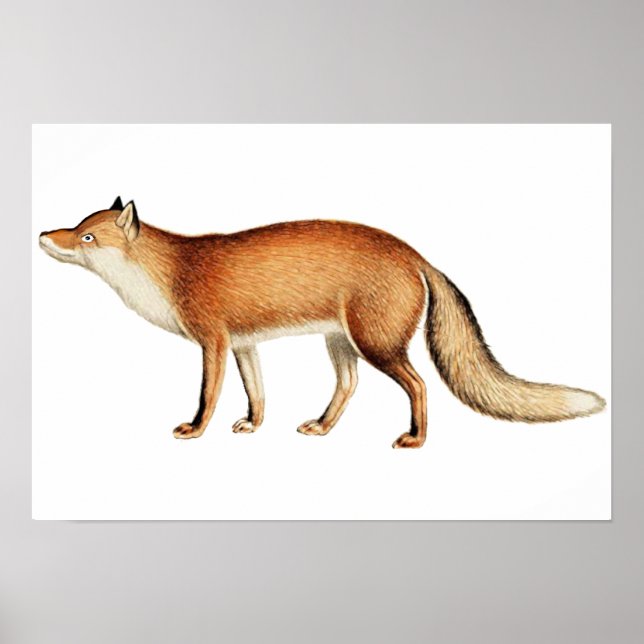 Affiche Fox (Devant)