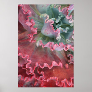 Affiche Frilled d'Echeveria