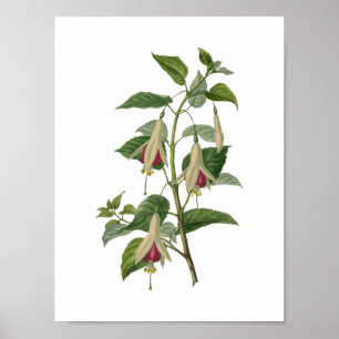 Affiche fuchsia de fleur
