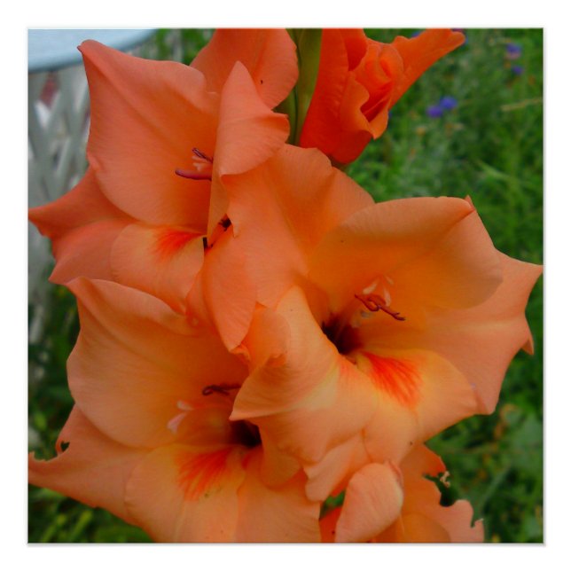 Affiche Gladiola pêche (Devant)