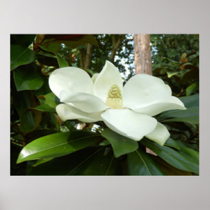 Affiche grandiflora de magnolia