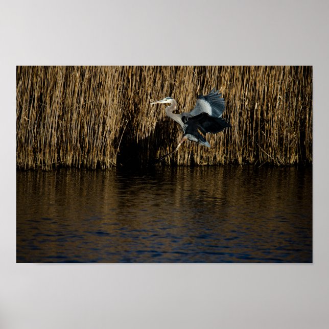 Affiche Great Blue Heron Landing (Devant)