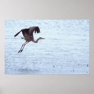 Affiche Great Blue Heron Landing