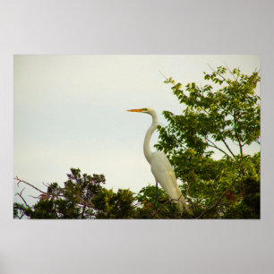 Affiche Great Egret