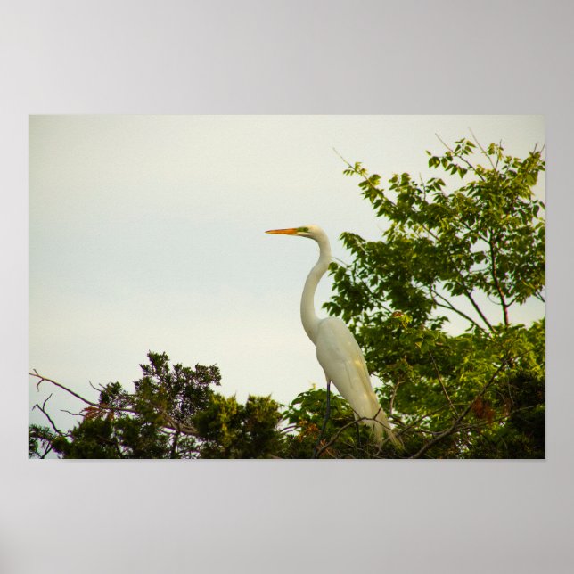 Affiche Great Egret (Devant)