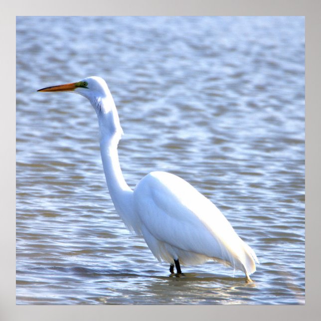 Affiche Great Egret (Devant)