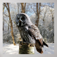 affiche grey-owl-snow-forest