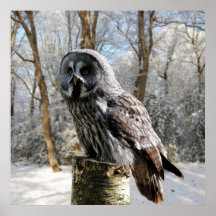 affiche grey-owl-snow-forest