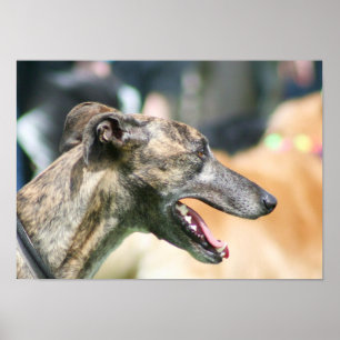 Affiche Greyhound